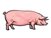 A Pig