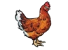A Chicken